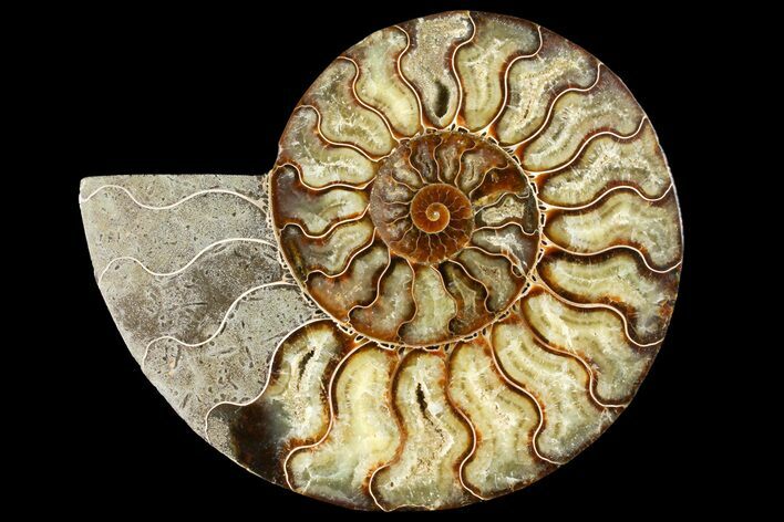 Cut Ammonite Fossil (Half) - Agatized #121486